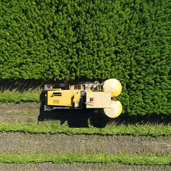 Blücher Hanfernte TOP